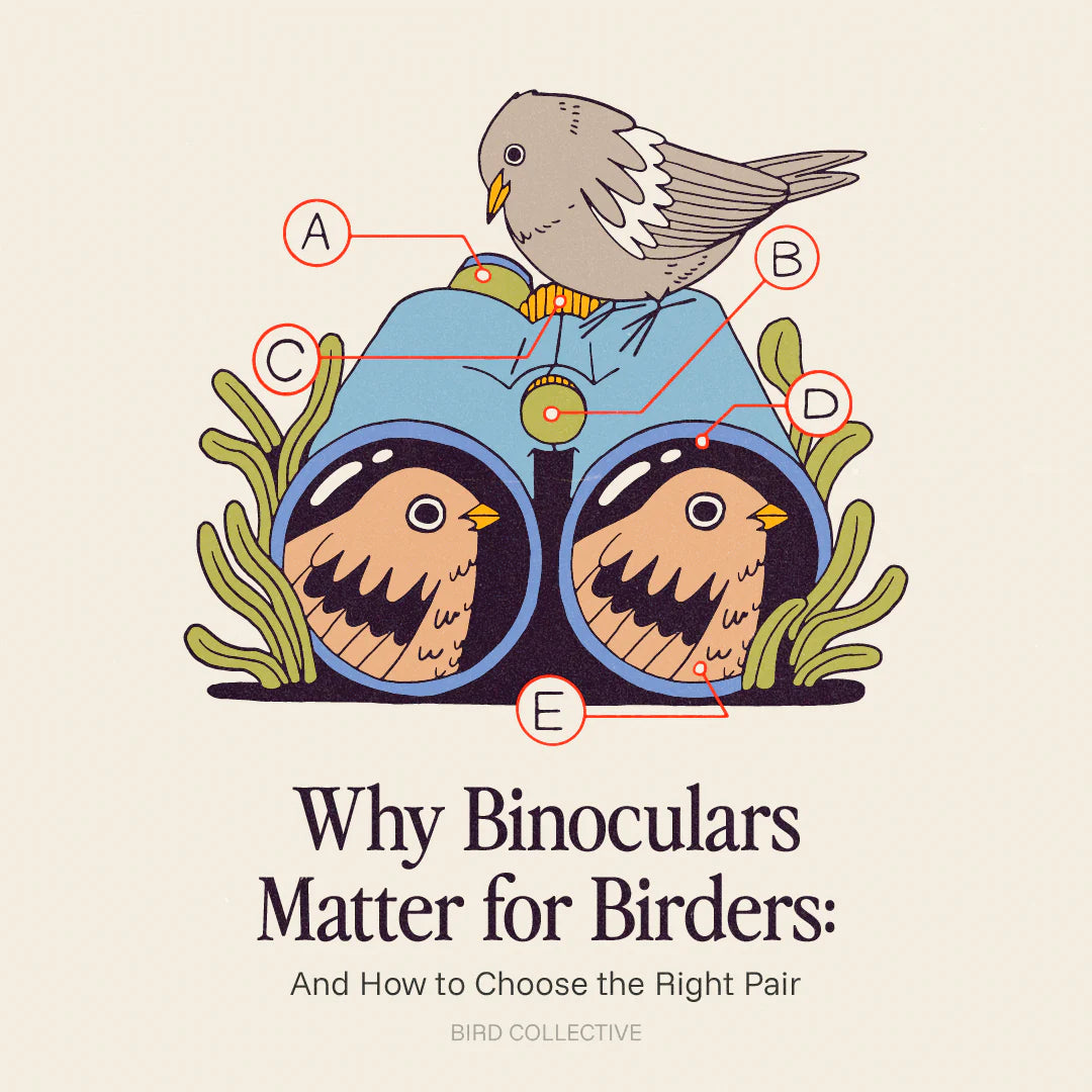Illustration of a bird perched on blue binoculars, with two birds visible in the lenses and labeled callouts A–E pointing to features.