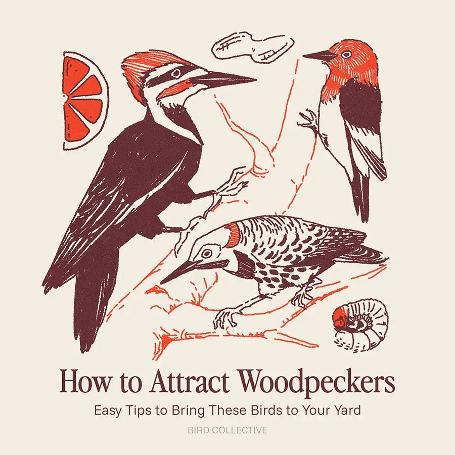 How to Attract Woodpeckers: Easy Tips to Bring These Birds to Your Yard - Bird Collective