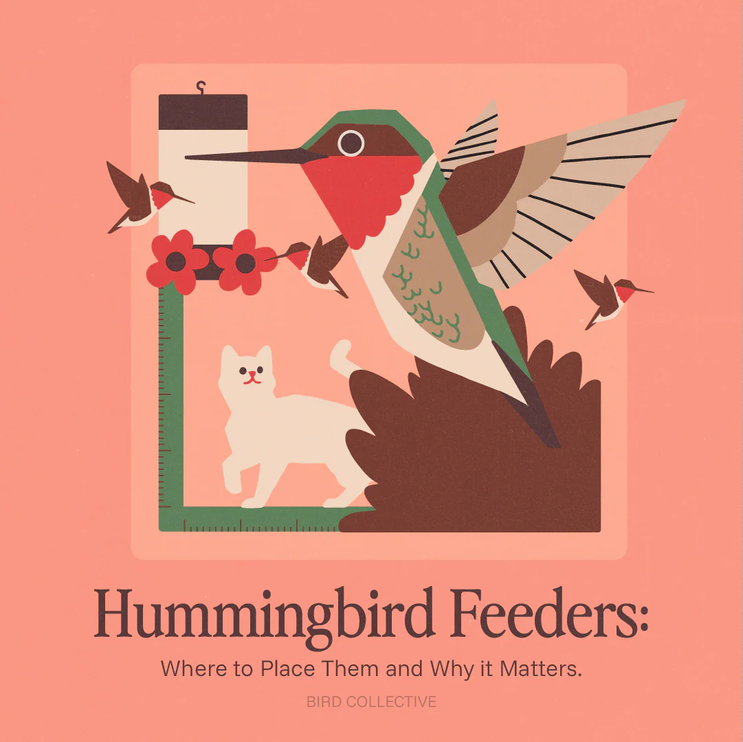 Illustration showing hummingbirds at a feeder with a cat below and a measuring frame indicating safe feeder placement.