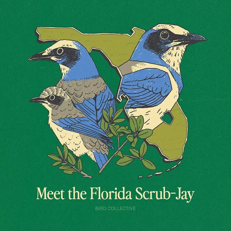 Meet the Florida Scrub-Jay - Bird Collective
