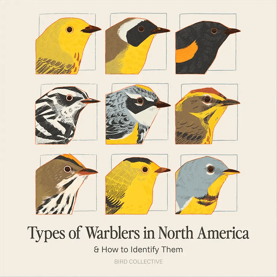 Types of Warblers in North America & How to Identify Them - Bird Collective