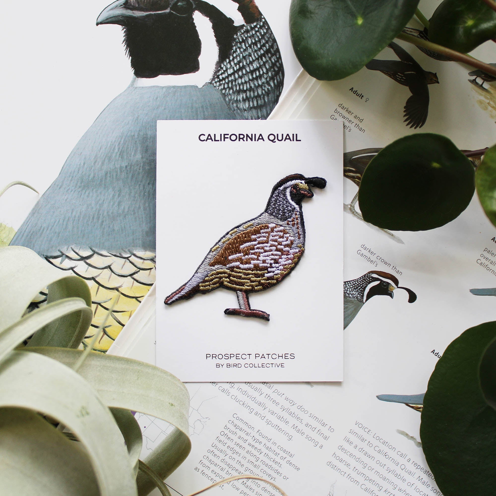 Bird Collective - Bird Patch Club Subscription - -
