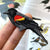 Bird Collective - Red-winged Blackbird Patch - -