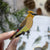 Bird Collective - Cedar Waxwing Patch - -