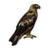 Bird Collective - Golden Eagle Patch - -