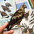 Bird Collective - Golden Eagle Patch - -