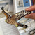 Bird Collective - Northern Harrier Patch - -