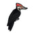 Bird Collective - Pileated Woodpecker Patch - -