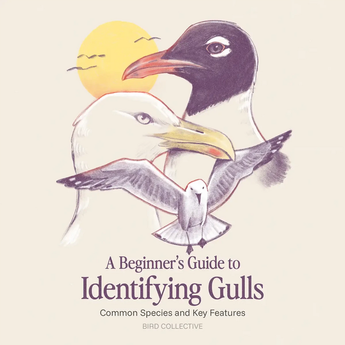 A Beginner's Guide to Identifying Gulls: Common Species and Key Features - Bird Collective