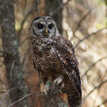 American Bird Conservancy and the California Central Coast Joint Venture - Bird Collective