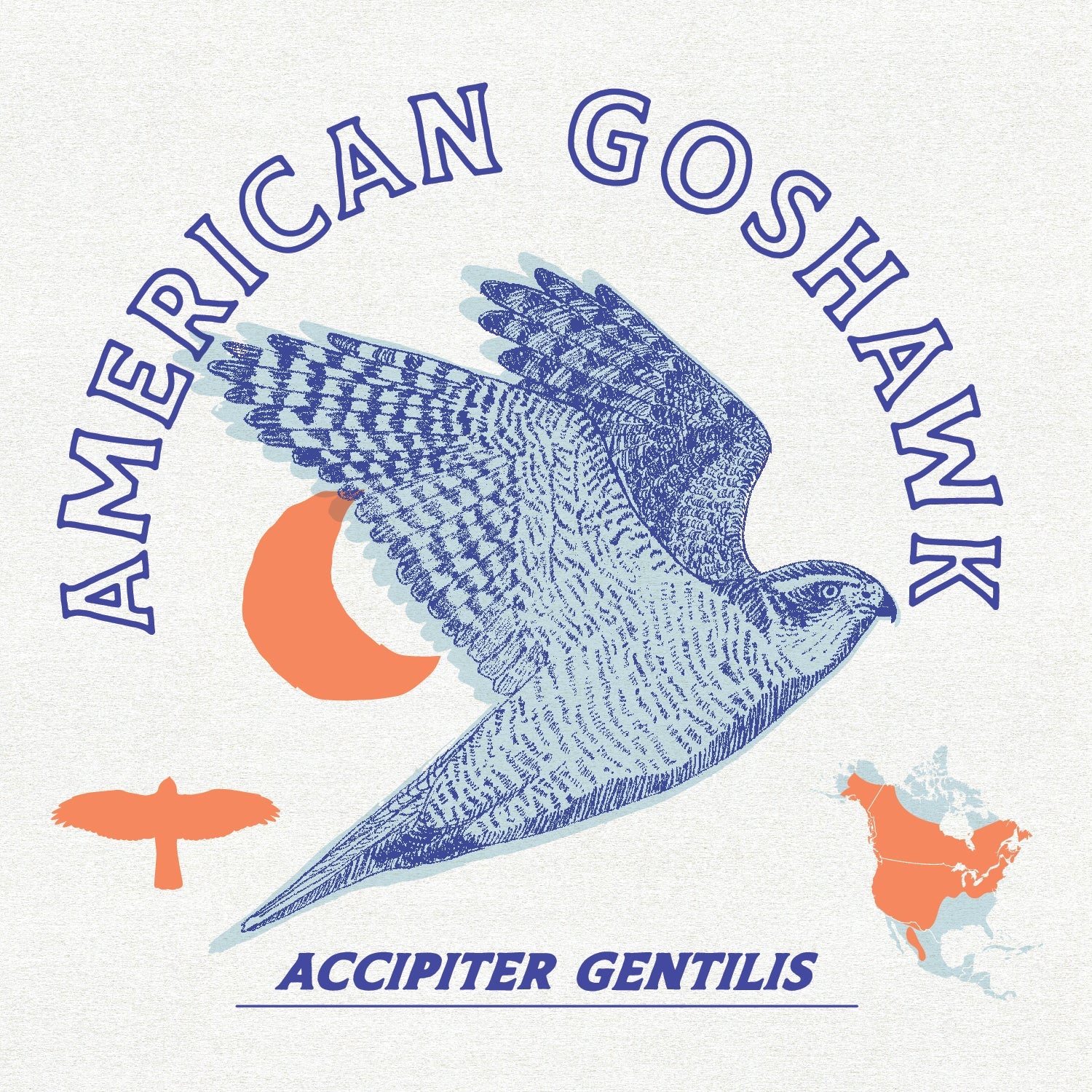 American Goshawk - Bird Collective