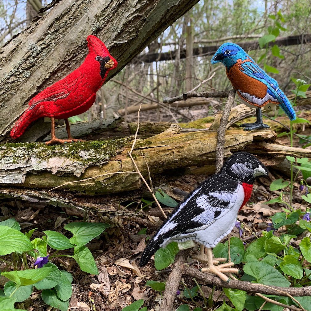 Best Gifts for Birdwatchers - Bird Collective