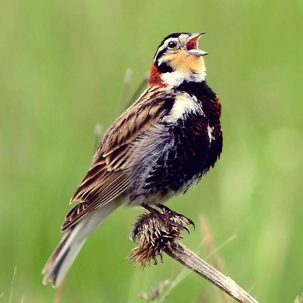 Bird Conservancy of the Rockies: Conserving North America's Grasslands - Bird Collective