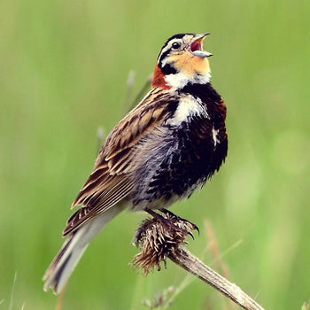 Bird Conservancy of the Rockies: Conserving North America's Grasslands - Bird Collective