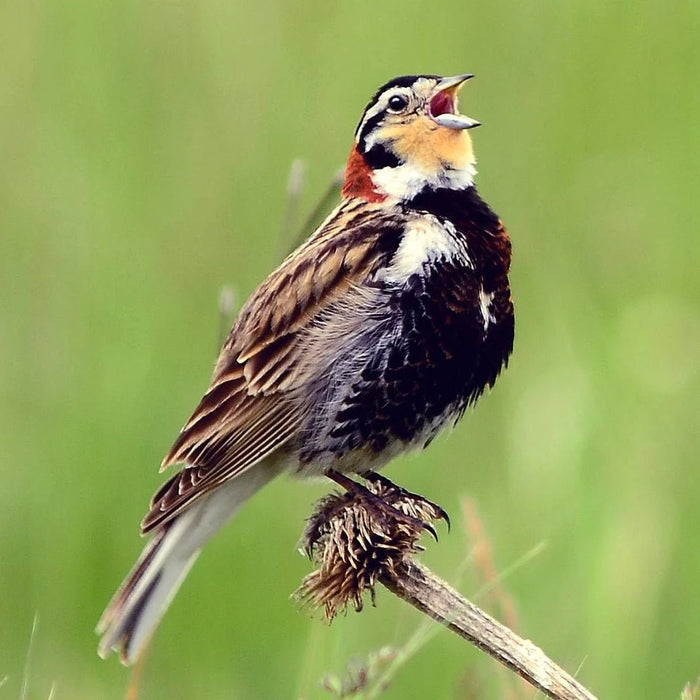 Bird Conservancy of the Rockies: Conserving North America's Grasslands - Bird Collective