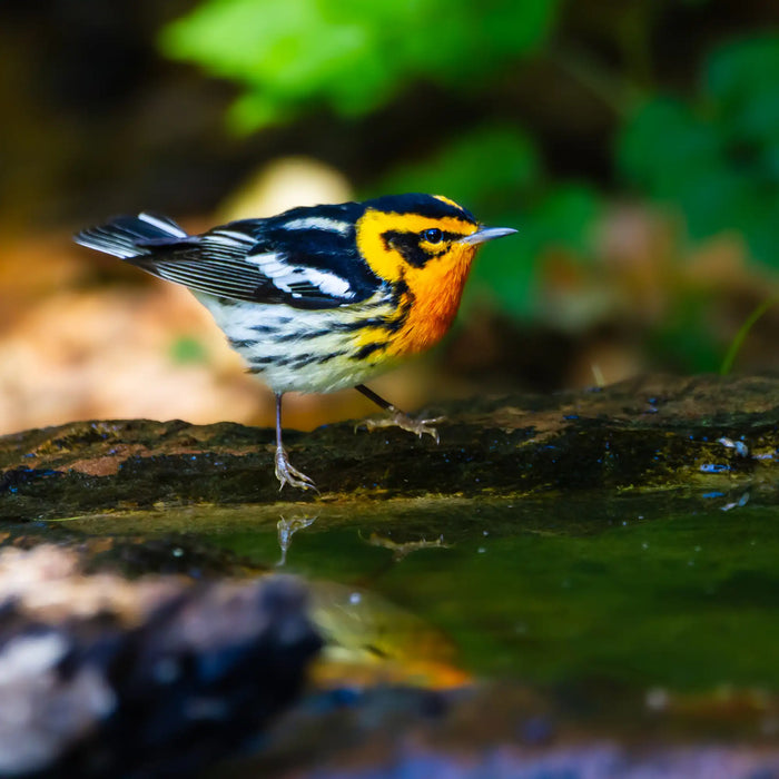 Photo of a male Blackburian Warbler, a migratory songbird with a bright orange throat