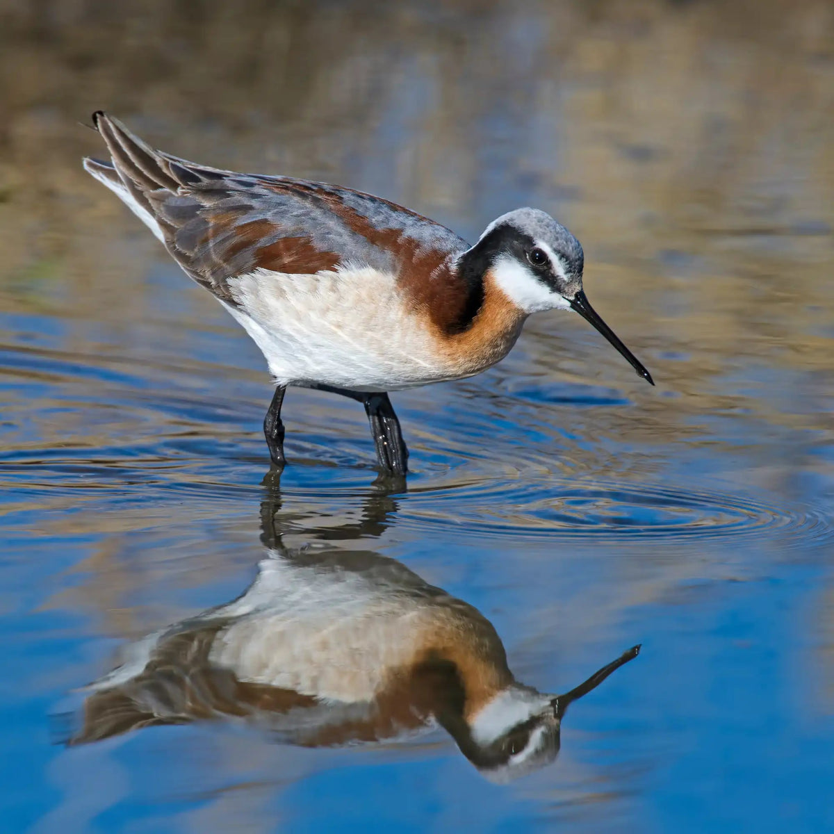 Center for Biological Diversity and the Great Salt Lake - Bird Collective