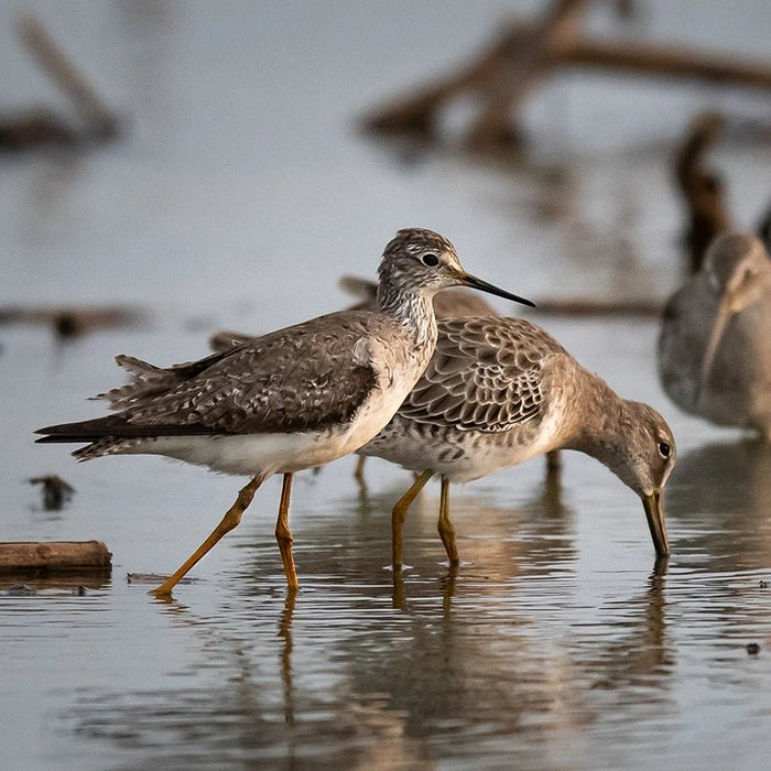 Delta Wind Birds - Bird Collective