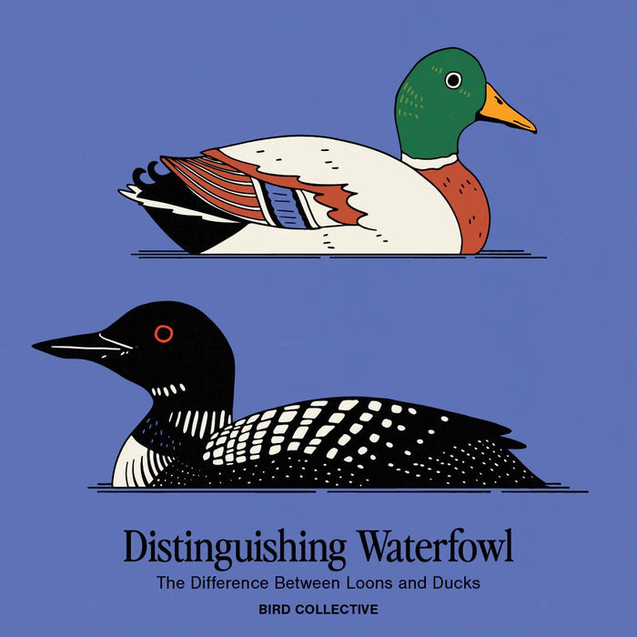 Distinguishing Waterfowl: The Differences Between Loons and Ducks - Bird Collective