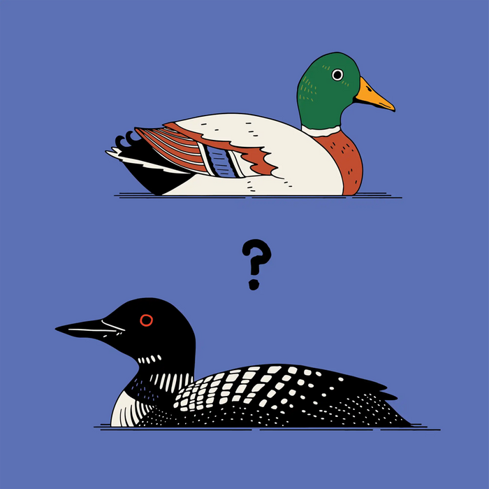Distinguishing Waterfowl: The Differences Between Loons and Ducks - Bird Collective
