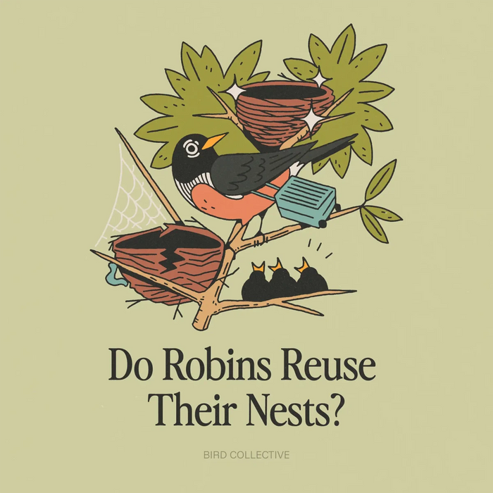 Do Robins Reuse Their Nests? - Bird Collective