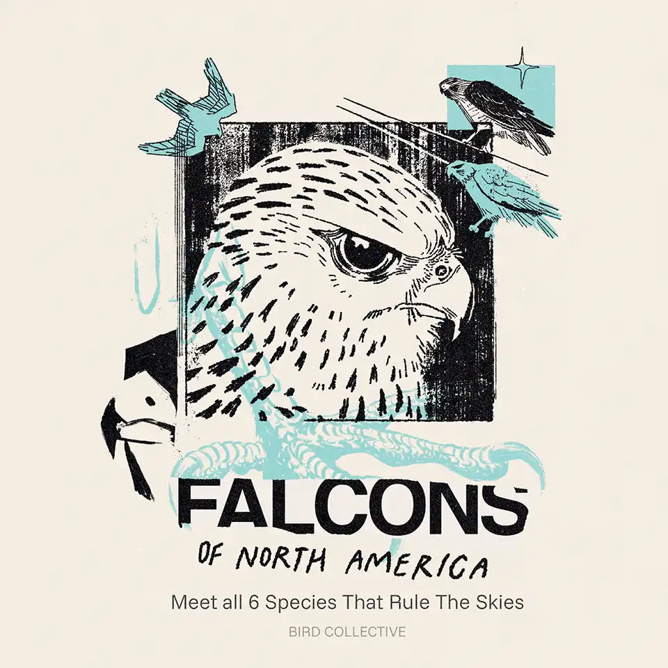 Illustrated title graphic reading “Falcons of North America,” featuring a stylized falcon head with teal accents and smaller falcon silhouettes flying around it.