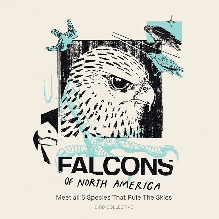 Illustrated title graphic reading “Falcons of North America,” featuring a stylized falcon head with teal accents and smaller falcon silhouettes flying around it.
