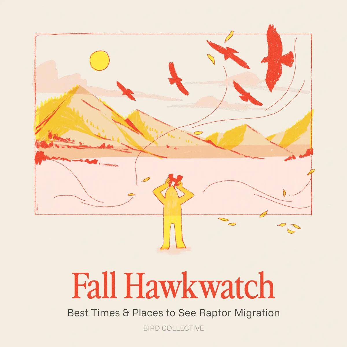 Fall Hawkwatch Guide: Best Times & Places to See Raptor Migration - Bird Collective