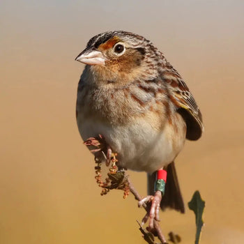 Fire on the Prairie: Florida’s Archbold Biological Station - Bird Collective
