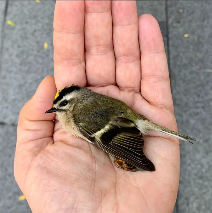 Golden-crowned Kinglet lying motionless in a person’s hand on a city sidewalk, documenting a fatal window collision in New York City.