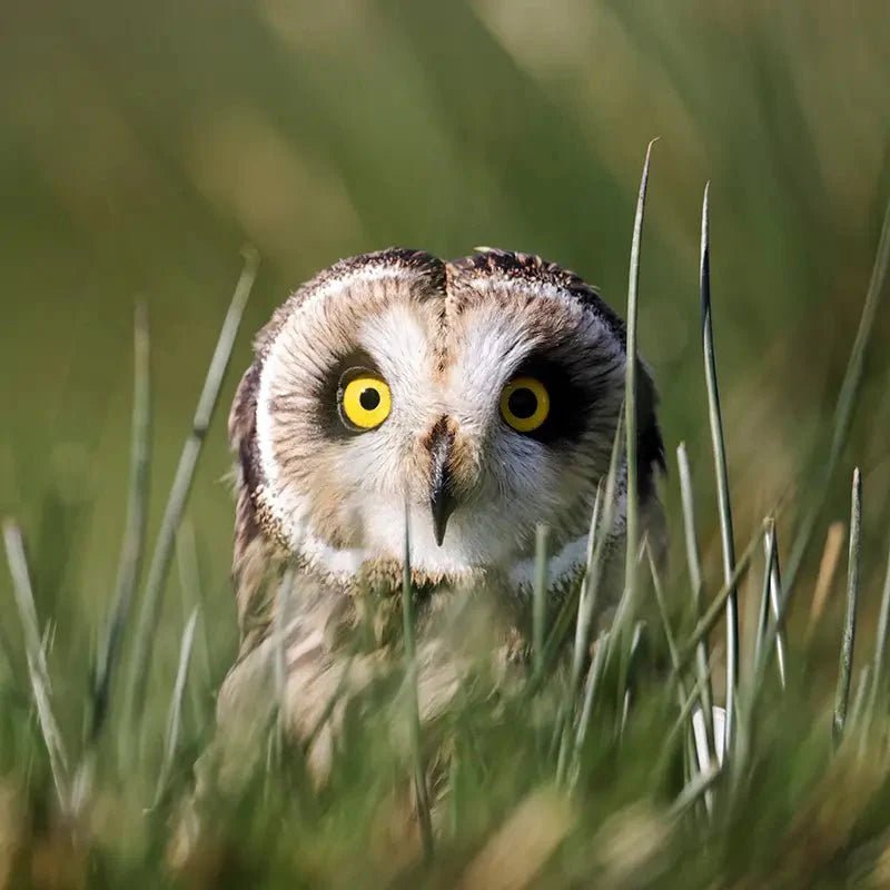 Grassland Bird Trust - Bird Collective