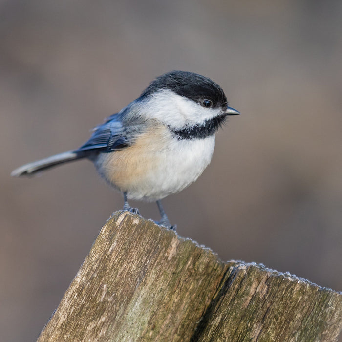 Great Backyard Bird Count - Bird Collective