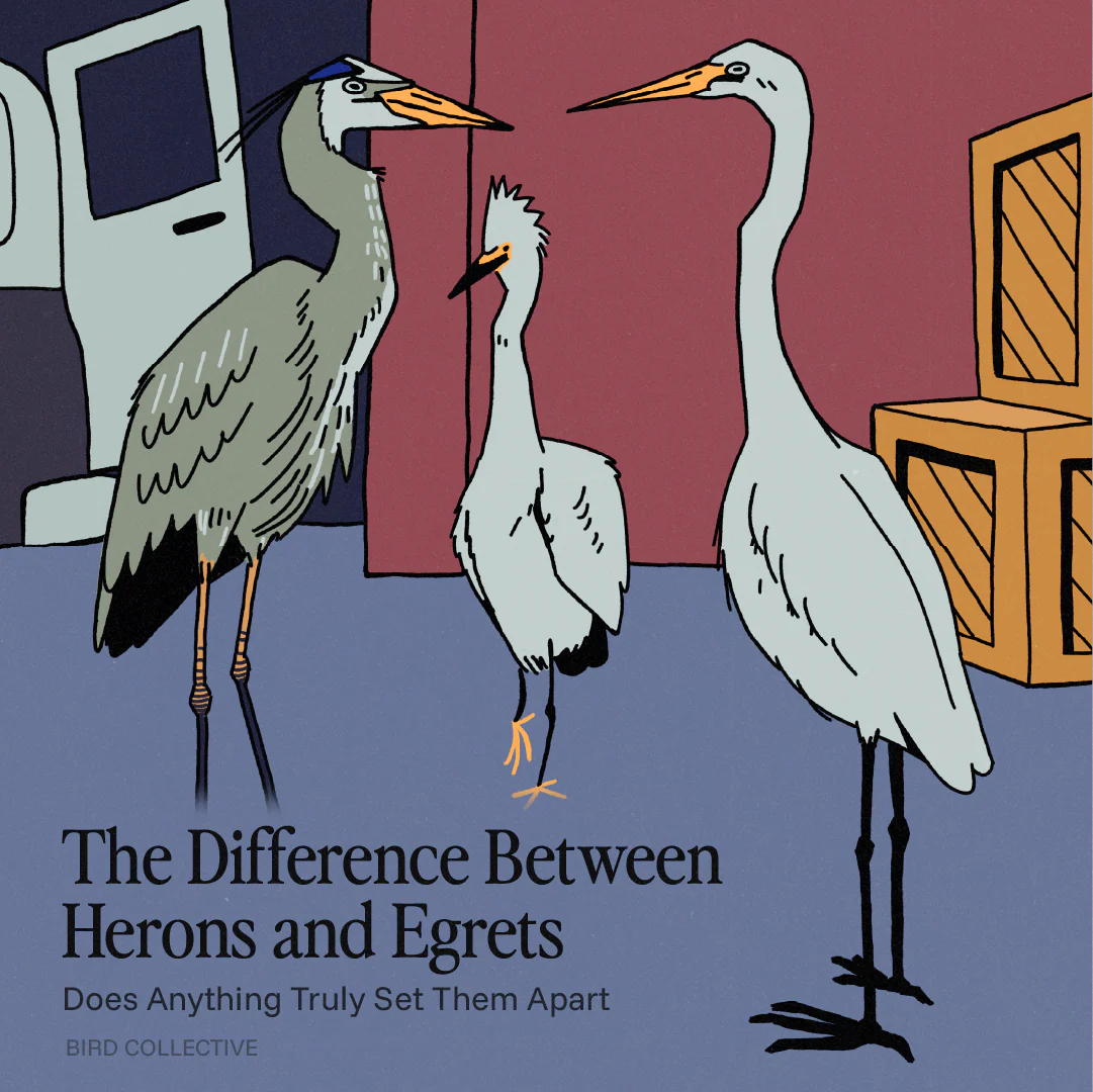 Stylized illustration of three herons and egrets indoors, showing differences in height, neck length, and posture, with text reading “The Difference Between Herons and Egrets.”