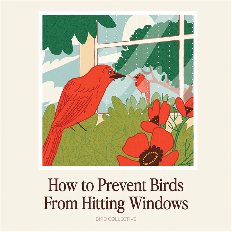 How to Prevent Birds from Flying into Windows - Bird Collective