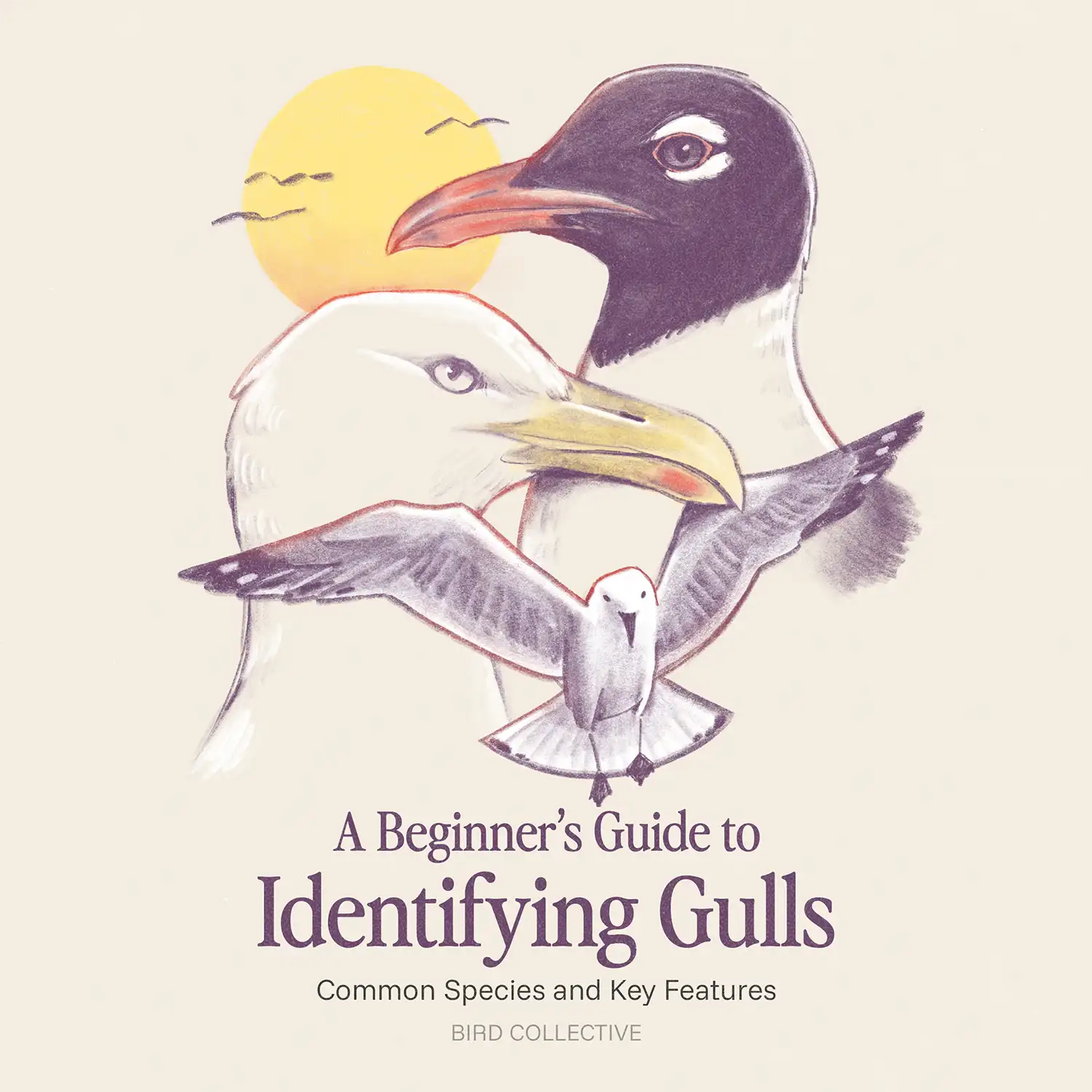 Illustrated cover showing three gulls—a dark-hooded gull, a pale-headed gull, and a gull in flight—layered against a soft yellow sun, with the title “A Beginner’s Guide to Identifying Gulls: Common Species and Key Features.”