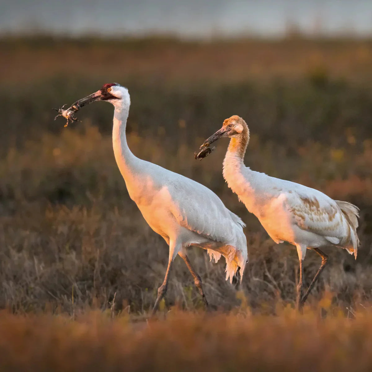 International Crane Foundation - Bird Collective