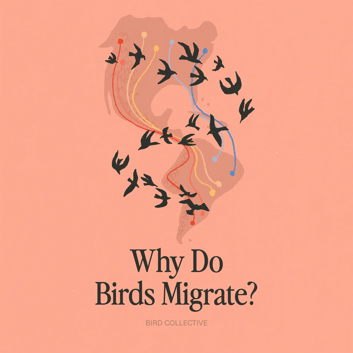 Illustrated map showing bird migration routes across the Americas with flying birds and the text “Why Do Birds Migrate?”