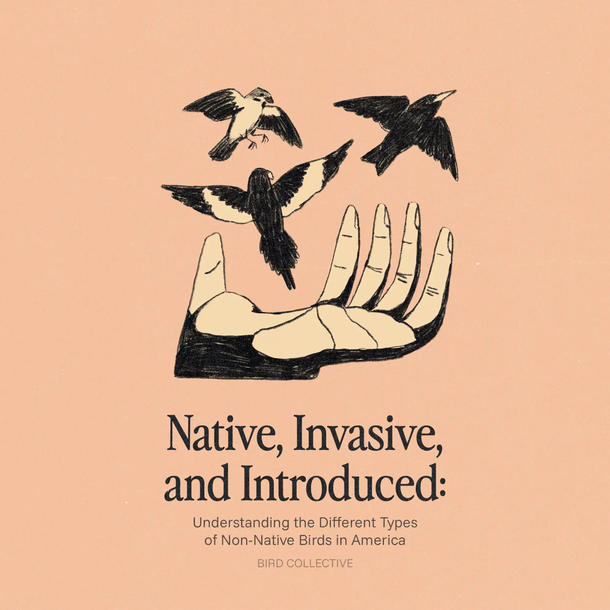 Native, Invasive, and Introduced: Understanding the Different Types of Non-Native Birds in America - Bird Collective