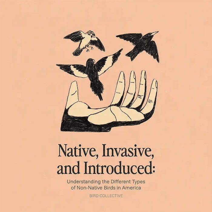 Native, Invasive, and Introduced: Understanding the Different Types of Non-Native Birds in America - Bird Collective