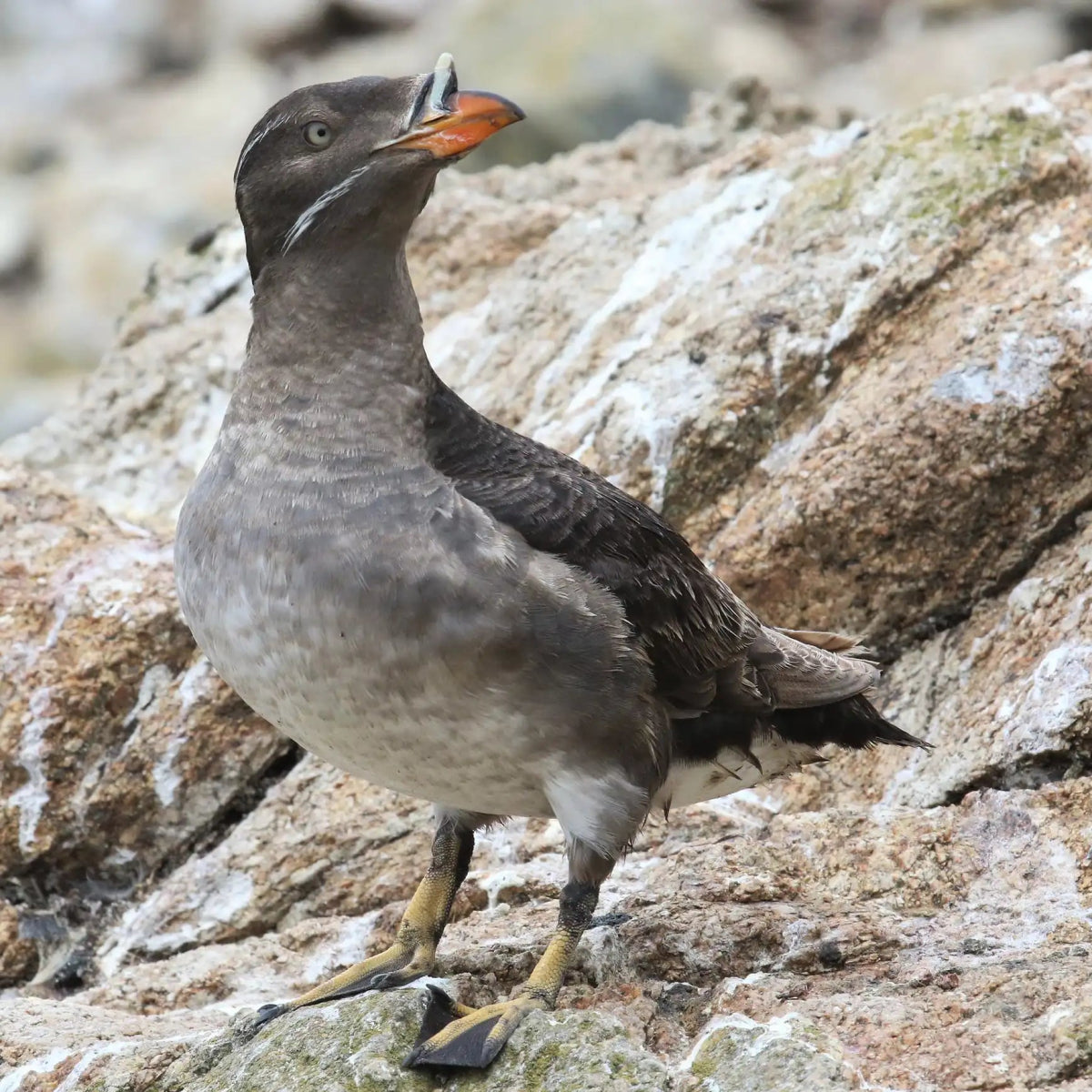Point Blue Conservation Science: Protecting the Farallon Islands - Bird Collective