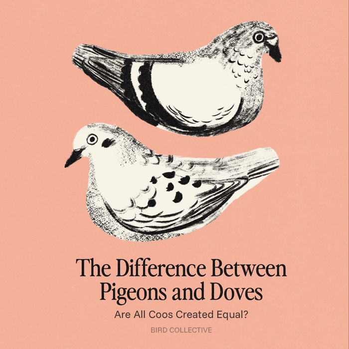 What's the Difference Between a Pigeon and a Dove? - Bird Collective