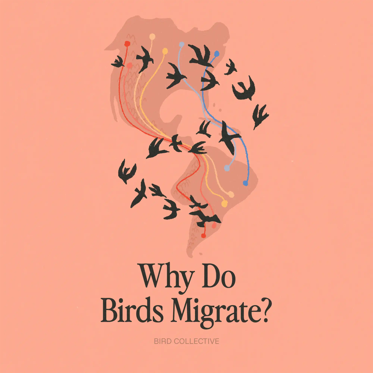 Why Do Birds Migrate? - Bird Collective