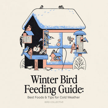 Winter Bird Feeding Guide: Best Foods & Tips for Cold Weather - Bird Collective