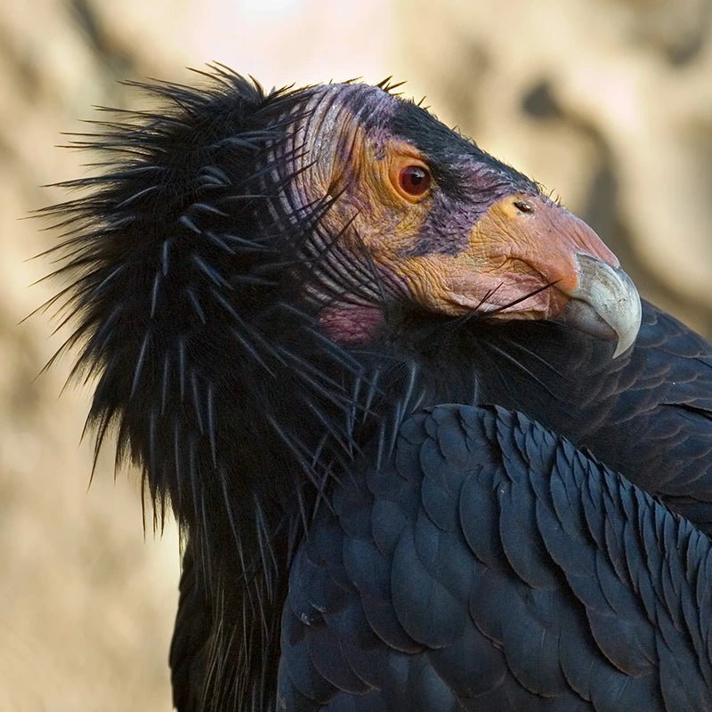 Yurok Condor Restoration Program - Bird Collective