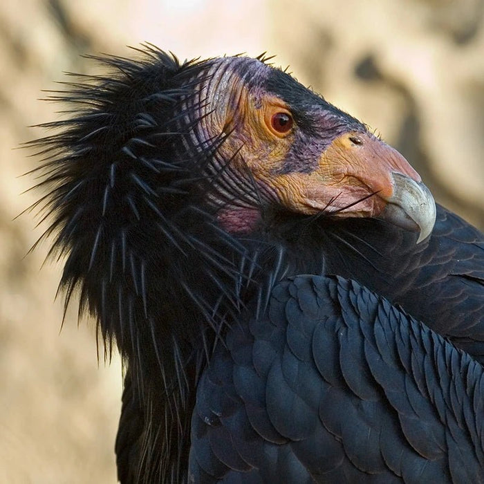 Yurok Condor Restoration Program - Bird Collective