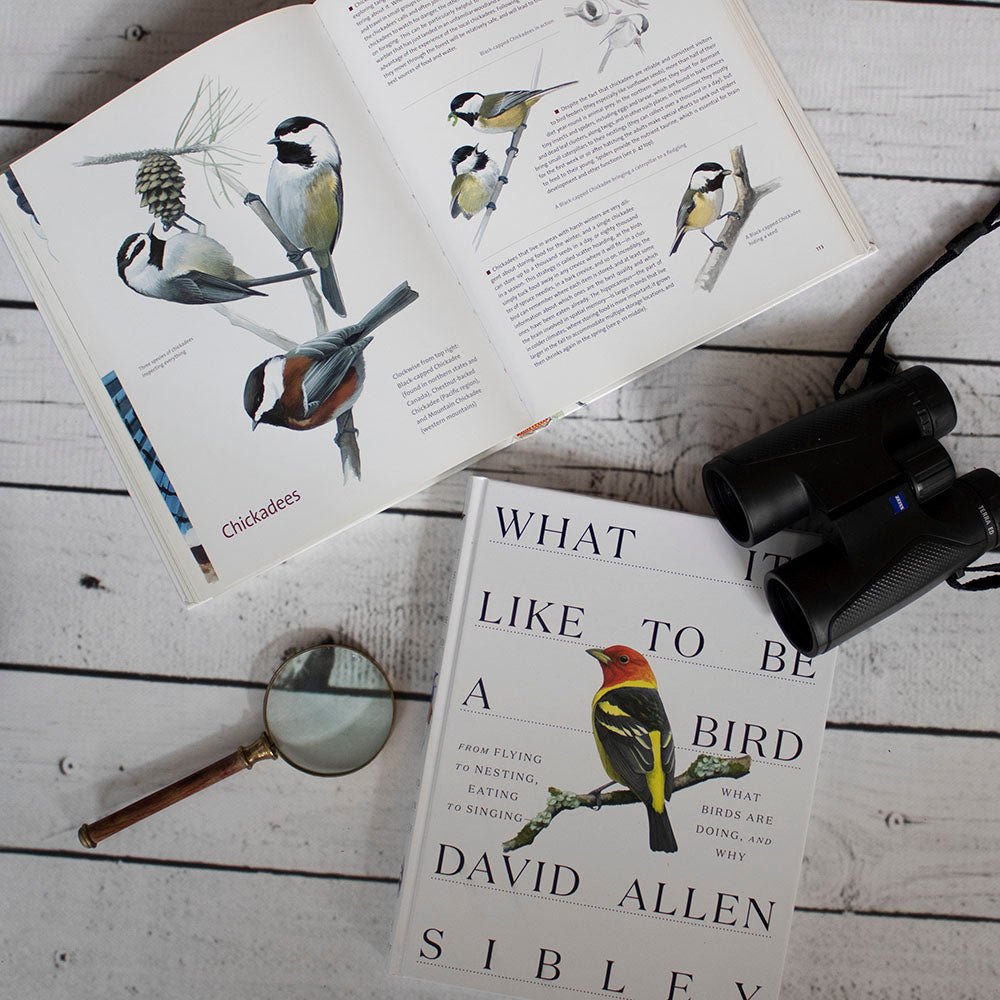 Bird Books and Guides | Learn About Birds | Bird Collective