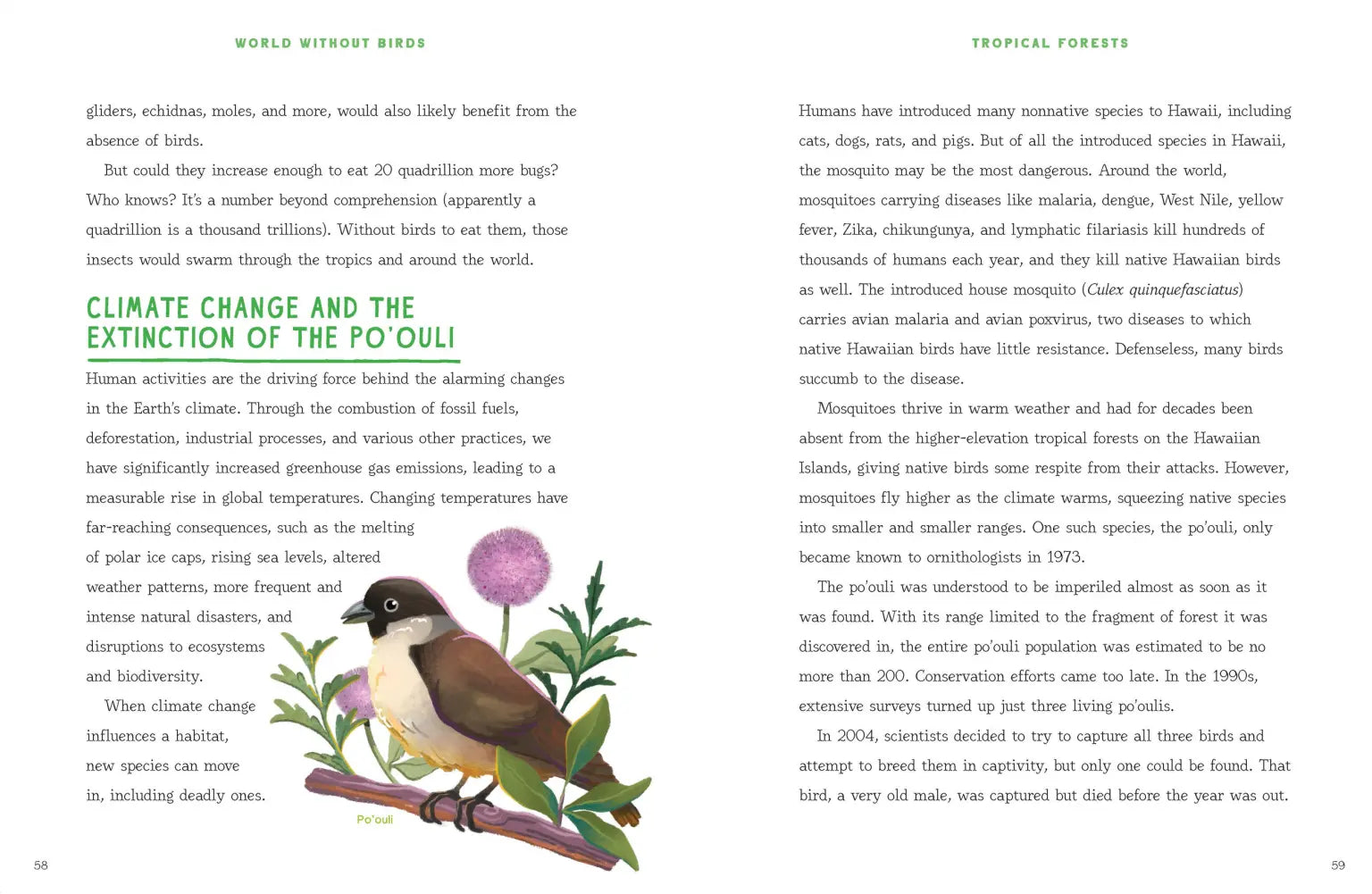 A beautifully illustrated guide on bird conservation and how we can help.