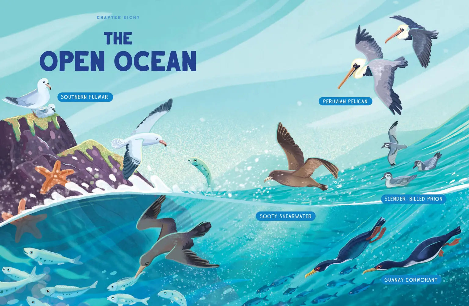 A beautifully illustrated guide on bird conservation and how we can help.