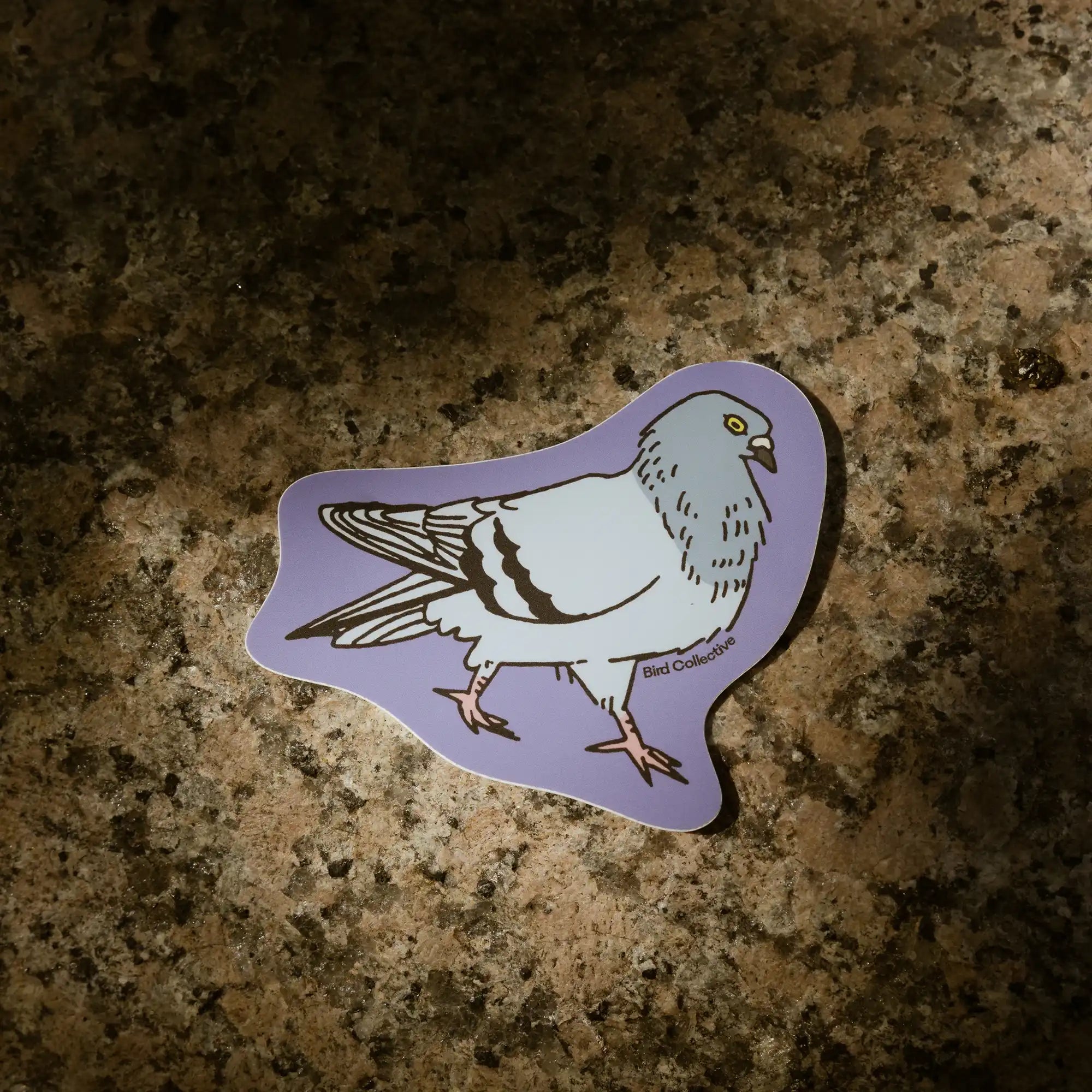 pigeon