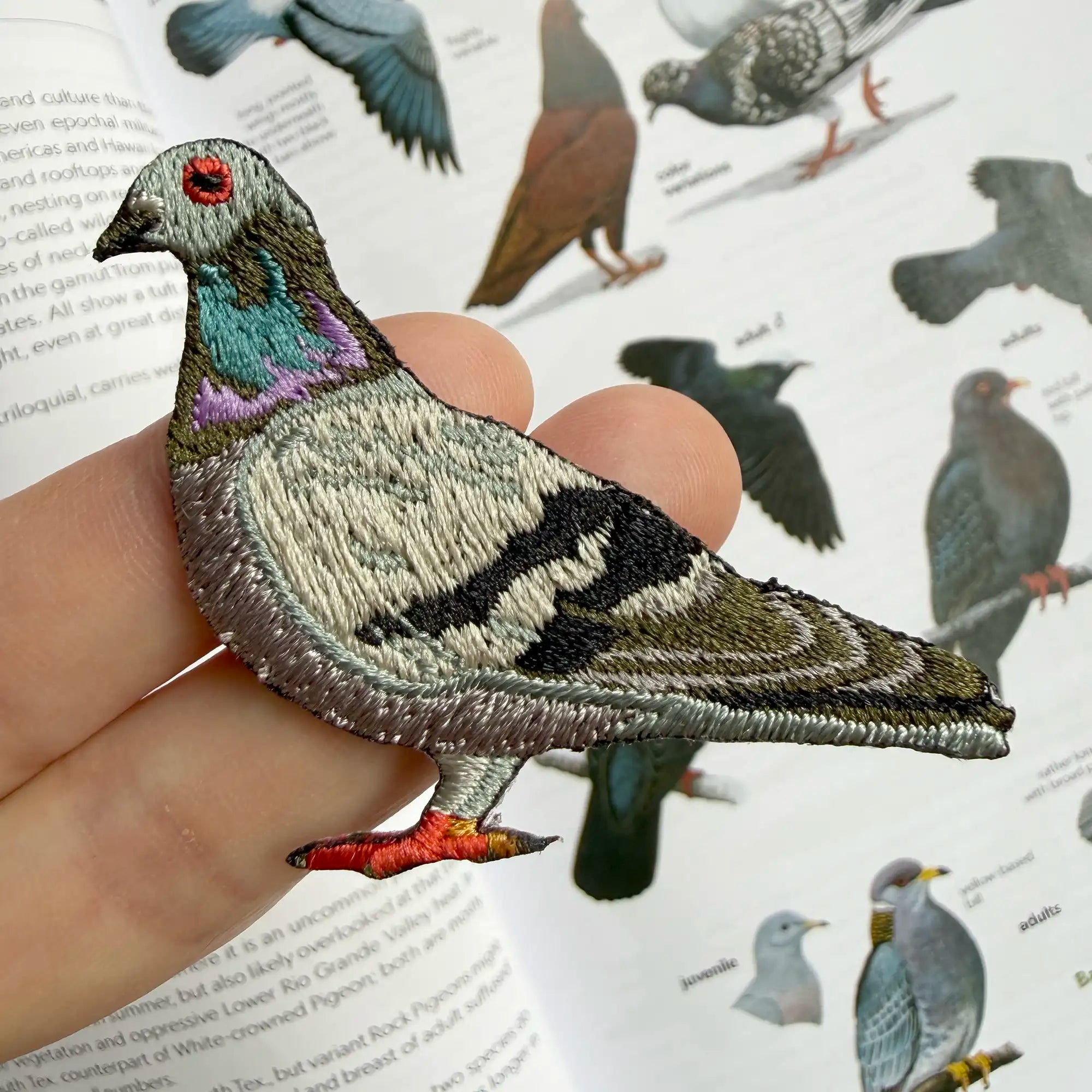 Rock Pigeon Patch